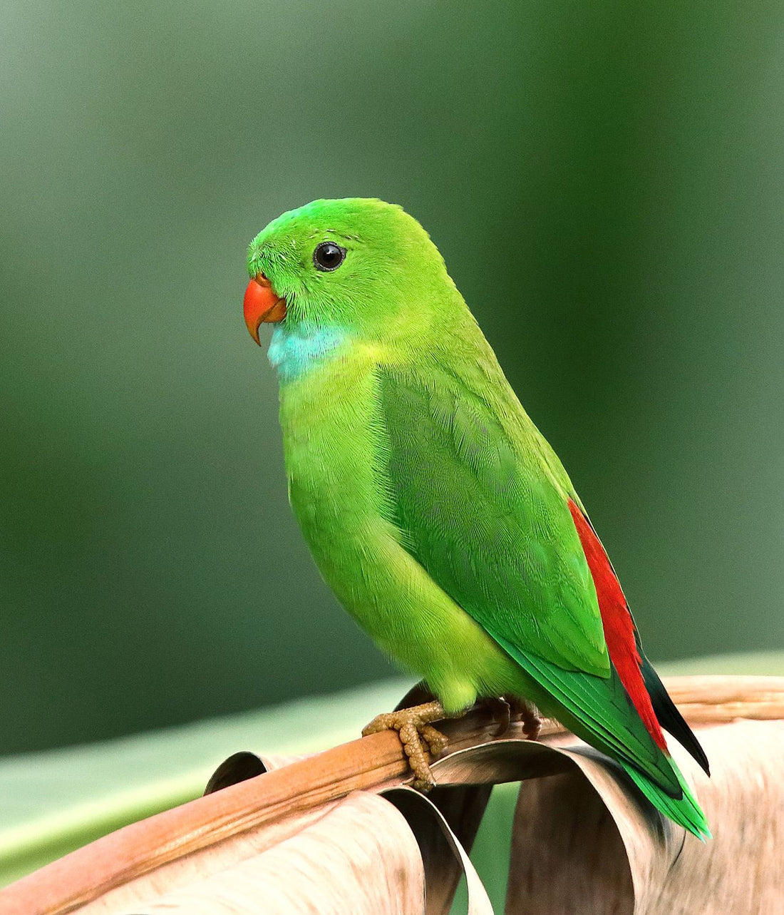 Green and yellow parrot perched inside a bright bird cage