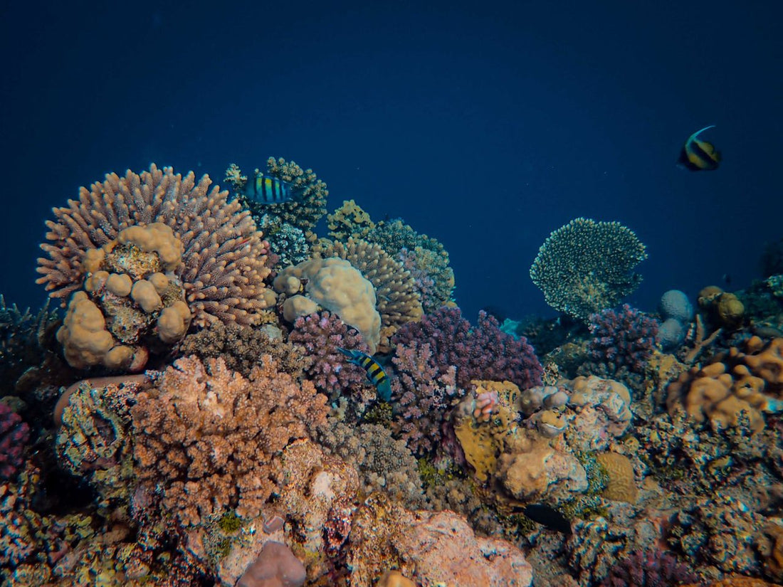 Colorful coral reef with tropical fish swimming through the aquarium