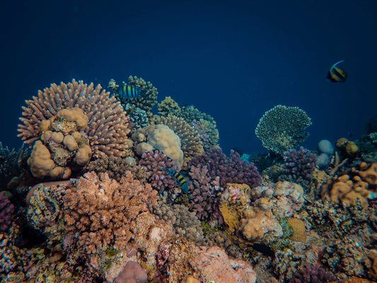 Colorful coral reef with tropical fish swimming through the aquarium