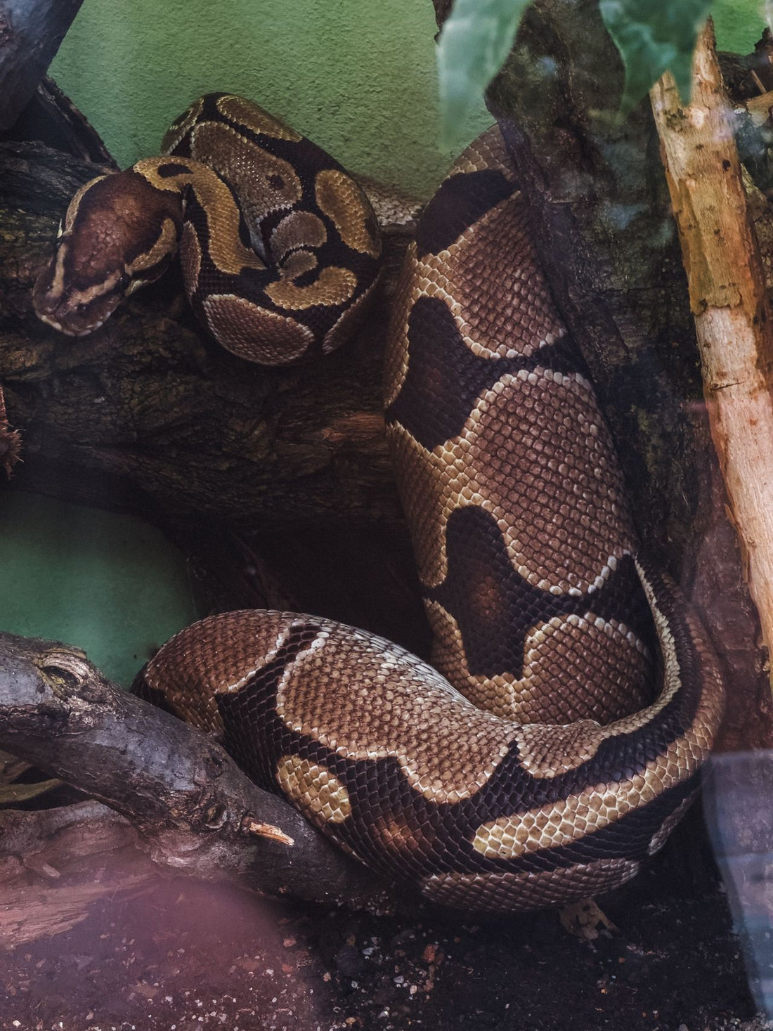 Close-up of a ball python coiled, one of the most common pet snake species