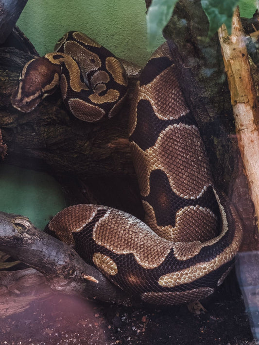 Close-up of a ball python coiled, one of the most common pet snake species
