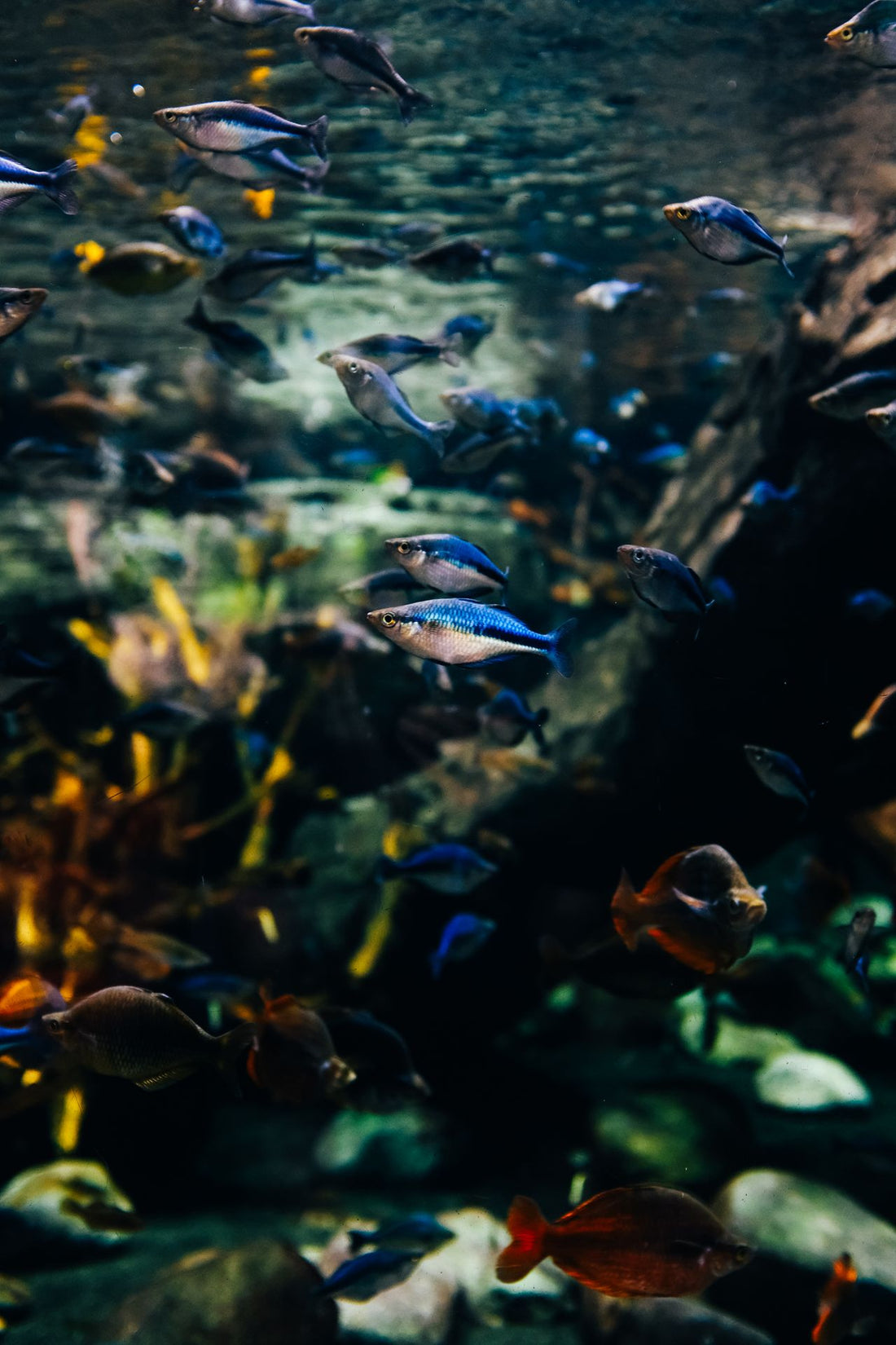 Tropical fish and aquatic plants in a well-maintained aquarium