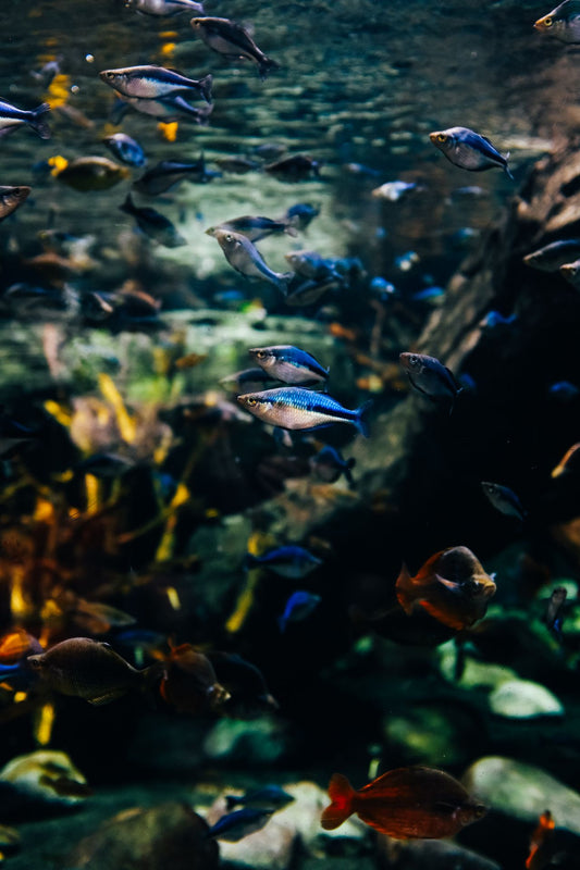 Tropical fish and aquatic plants in a well-maintained aquarium