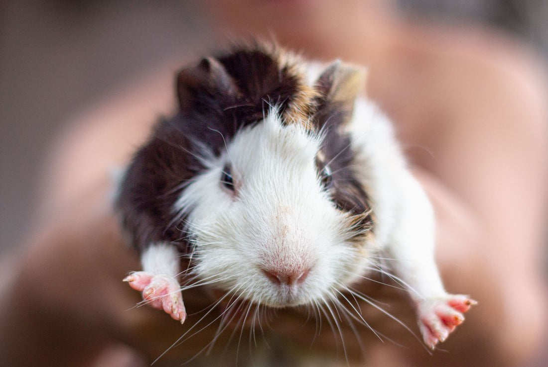 Close-up of a guinea pig being held by a person