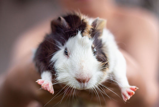 Close-up of a guinea pig being held by a person
