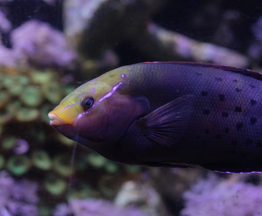 Tropical fish swimming in a planted aquarium tank