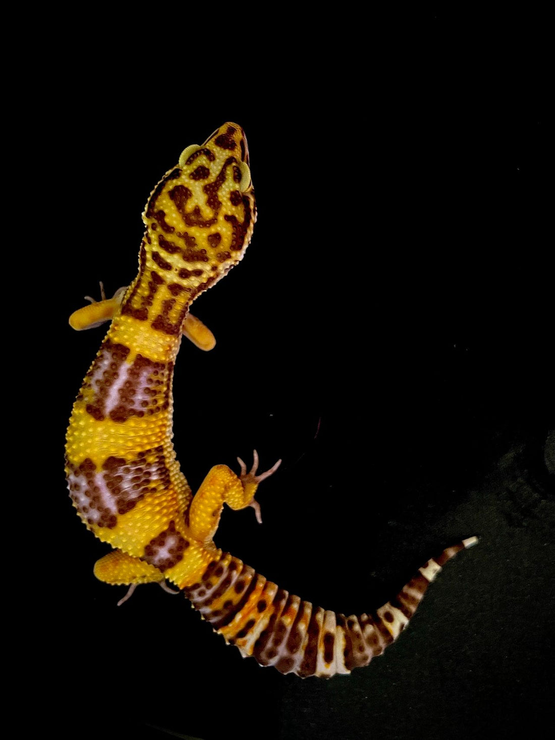 Leopard gecko against a black background, one of the most common species kept on under-tank heat pads