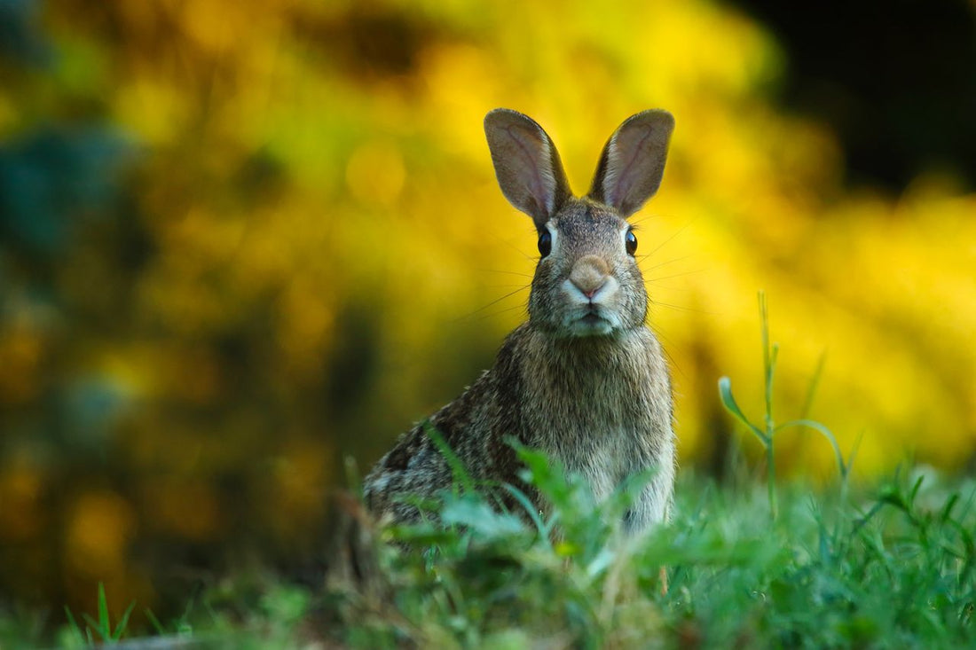 Wild rabbit sitting in green grass, close-up shot