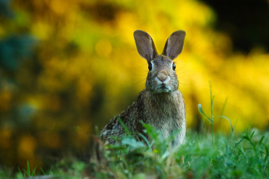Wild rabbit sitting in green grass, close-up shot