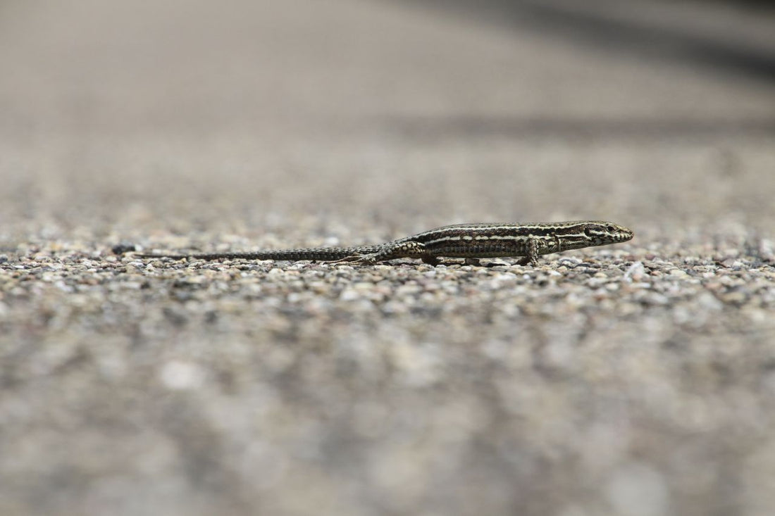 Small gray lizard resting on gravel, showing the skin texture relevant to shedding care