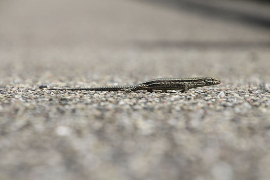 Small gray lizard resting on gravel, showing the skin texture relevant to shedding care