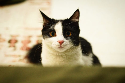 Cat staring intently at a wall