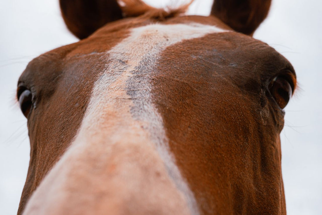 Close-up of a brown horse face with a white stripe and gentle expressive eyes