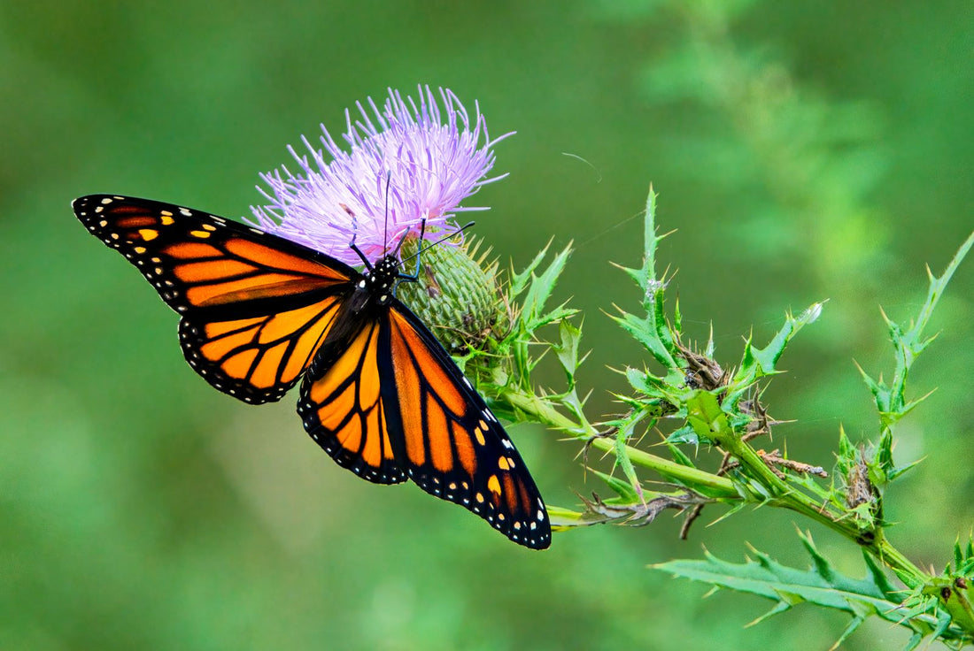 A monarch butterfly feeding on a purple thistle flower