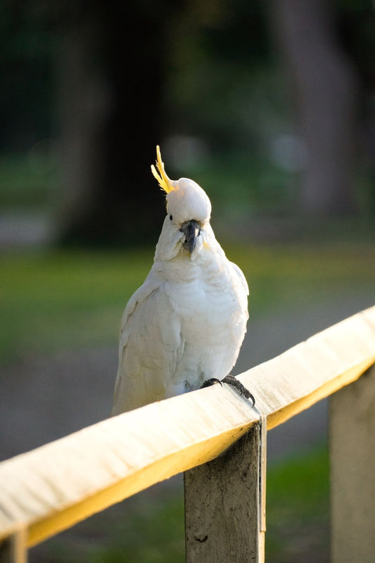 White sulphur-crested cockatoo with yellow crest perched on a railing, the same species as Snowball the dancing cockatoo