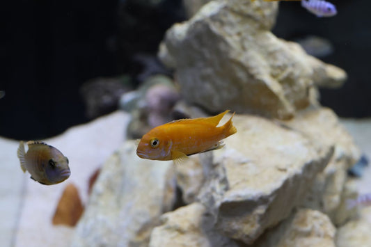 Cichlids swimming in a clear freshwater aquarium