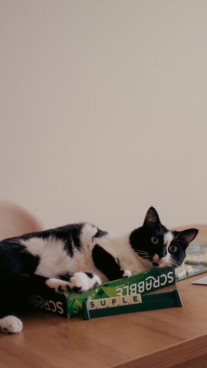 Cat perched on a table near objects with curious expression