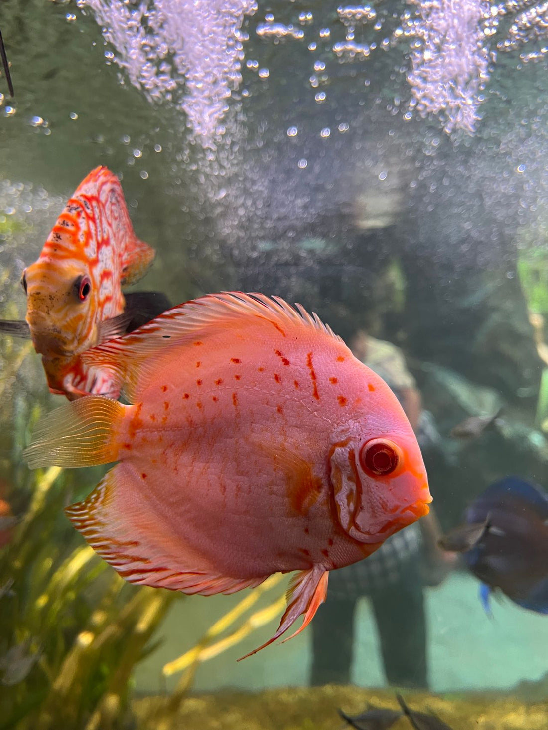 Colorful fish swimming in a clean freshwater aquarium