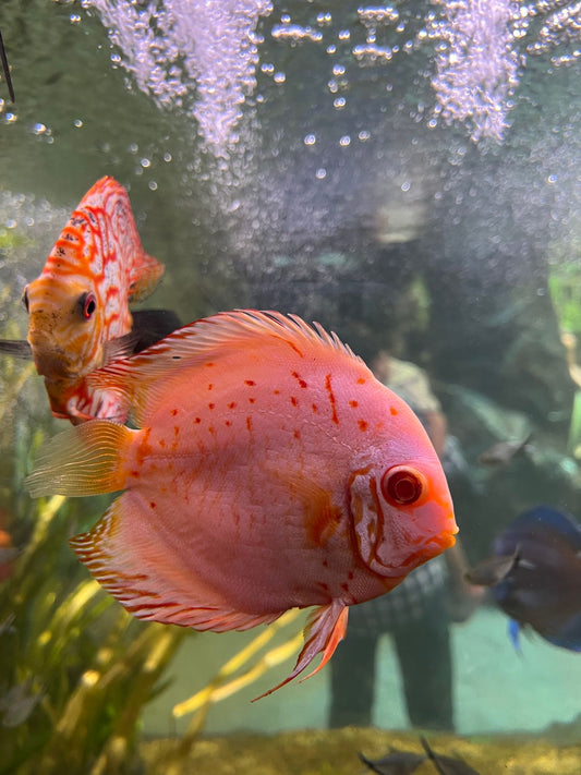 Colorful fish swimming in a clean freshwater aquarium