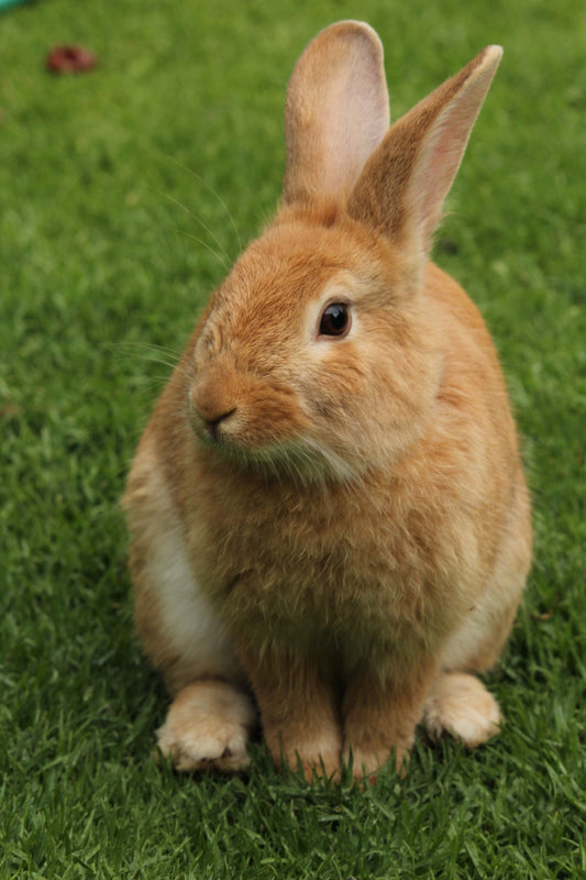 Close-up of a rabbit sitting in a grassy field — rabbits are prey animals that need a place to hide in any enclosure