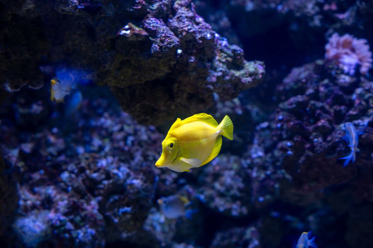Vibrant yellow tang fish swimming in a lit aquarium setting