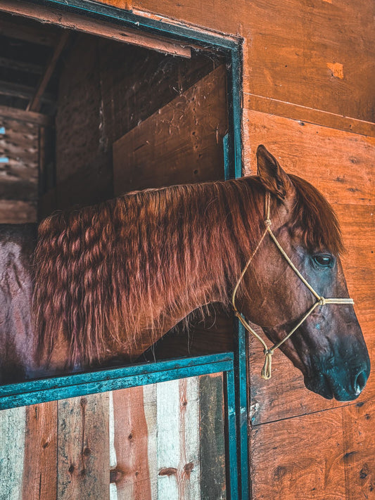 Chestnut horse looking out from a stable doorway