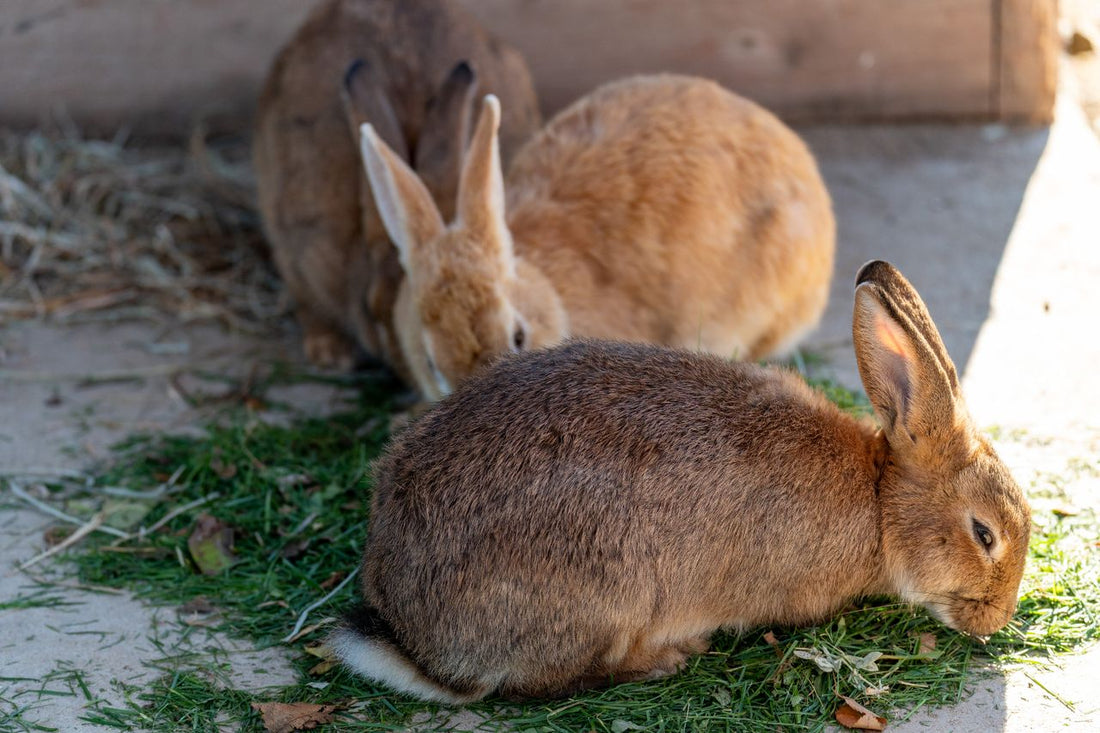 Two brown rabbits grazing on green grass in an outdoor setting