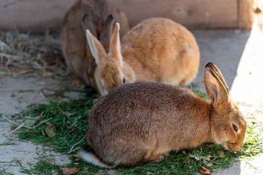 Two brown rabbits grazing on green grass in an outdoor setting