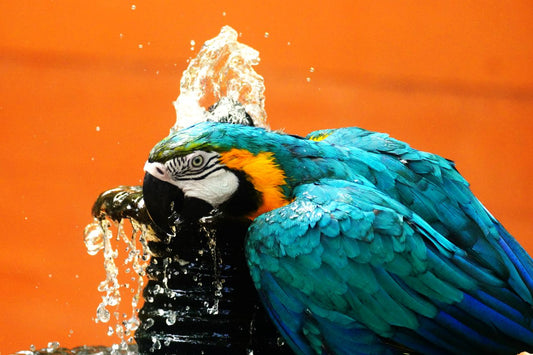 Blue and yellow macaw bathing in a fountain with water droplets in the air