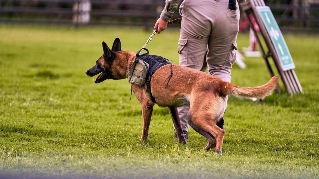 Soldier with a dog in military setting