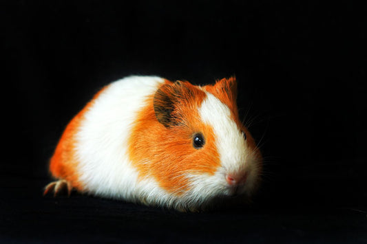 Tricolor guinea pig with brown, black, and white fur looking curiously at the camera