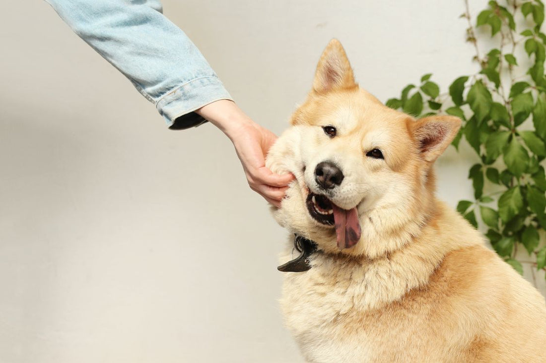Person petting a dog outdoors