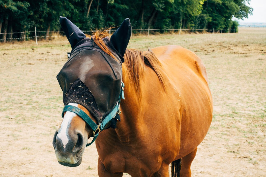 Chestnut horse wearing a protective fly mask standing in a sunny pasture near trees