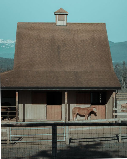 Horse looking curiously over a fence or stall door