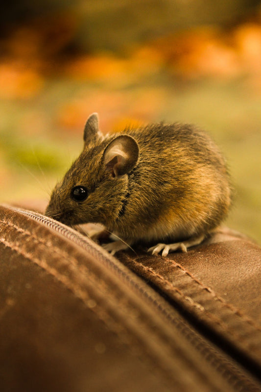 Close-up of an African giant pouched rat, the species used by APOPO for landmine detection in Cambodia