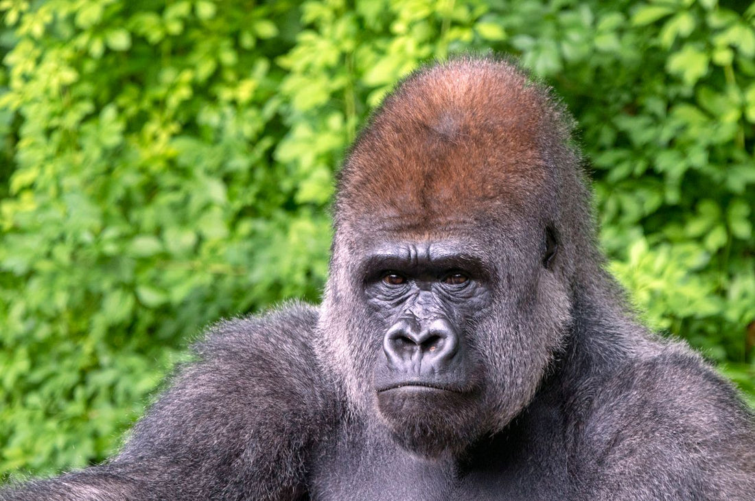 Close-up portrait of a gorilla with lush green foliage in the background