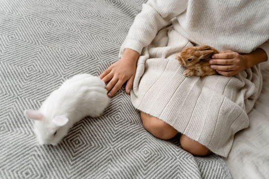 Child gently petting a white rabbit