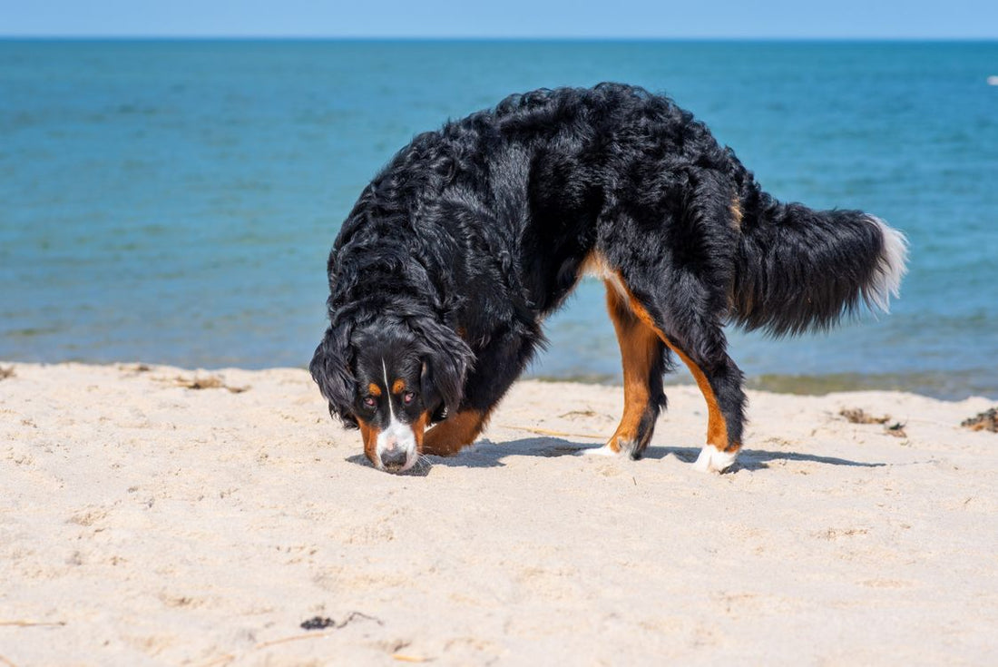 Dog intently sniffing the ground with focused expression