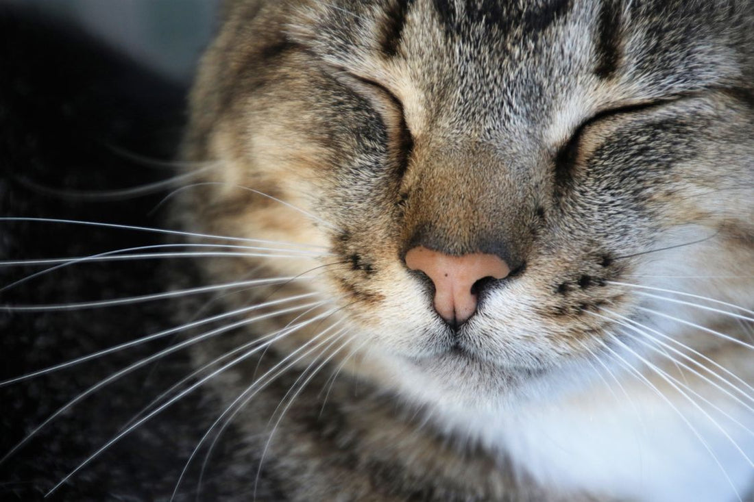 Cat purring contentedly while resting