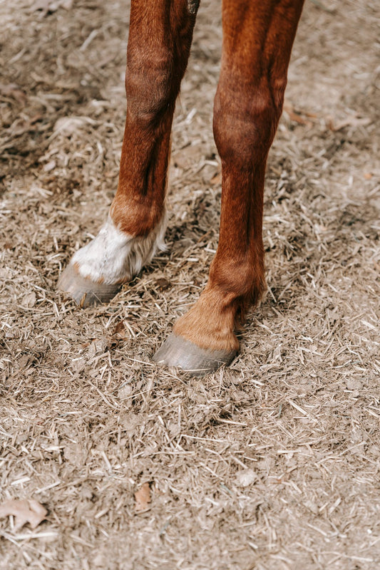Detailed close-up view of a horse's hooves on a natural ground surface showing texture