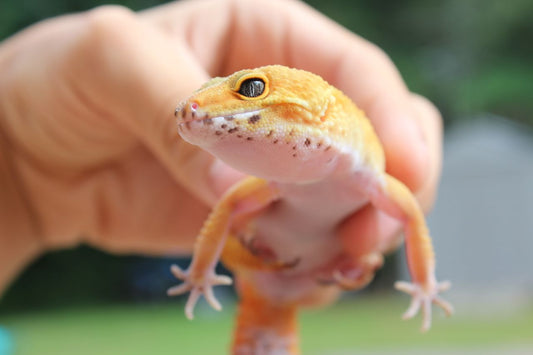 Person holding a leopard gecko, one of the most popular reptile pets requiring a hide in its enclosure