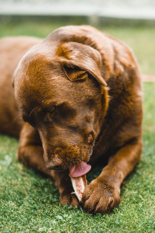 Dog sniffing and eating grass in a yard