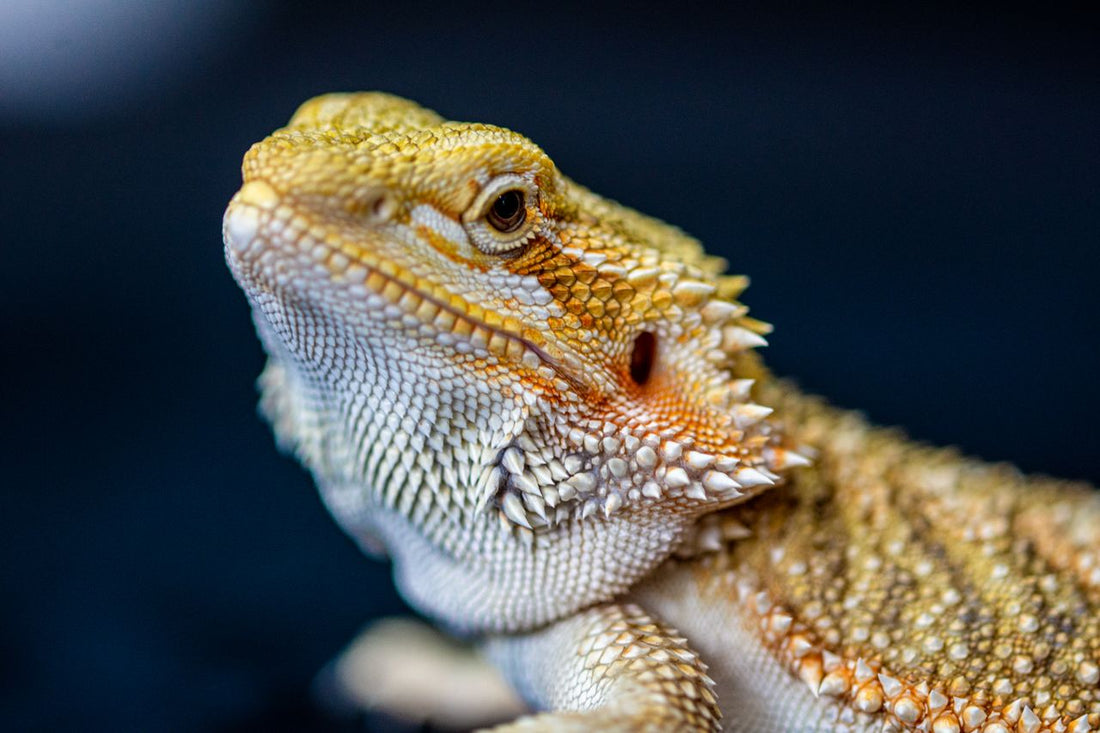 Close-up of a brown and white bearded dragon showing detailed scale texture