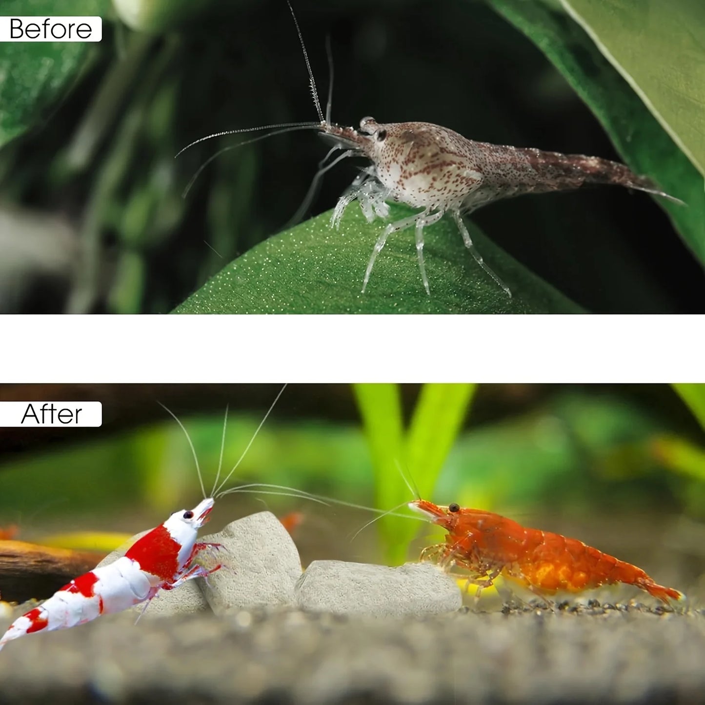 Shrimp Mineral Calcium Stone