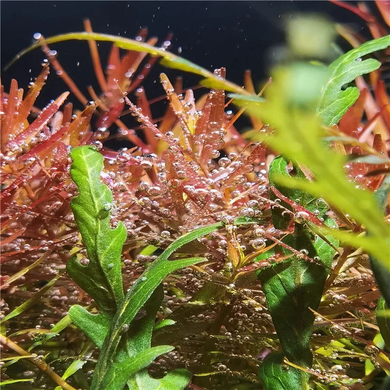 WRGB Full Spectrum Aquarium LED Light 25-65W