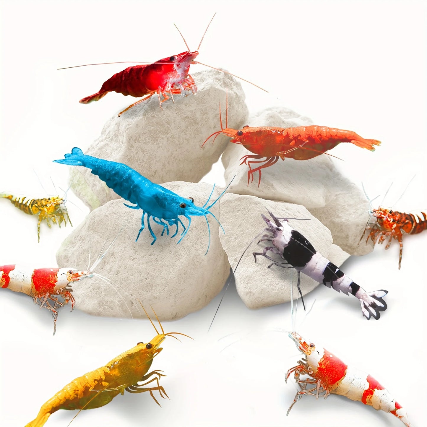 Shrimp Mineral Calcium Stone